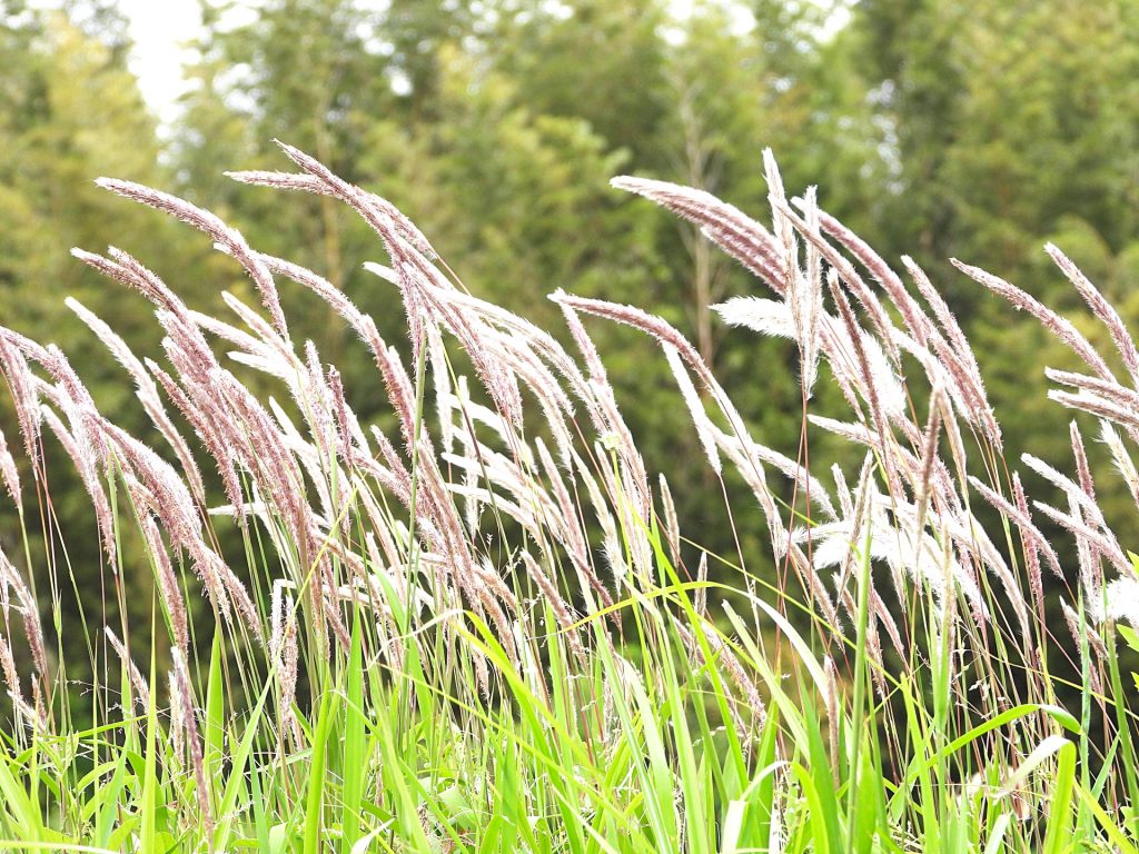 イネ科 画像