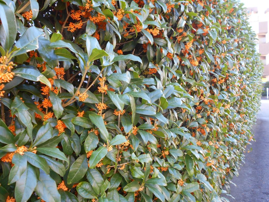 キンモクセイ 害虫 画像
