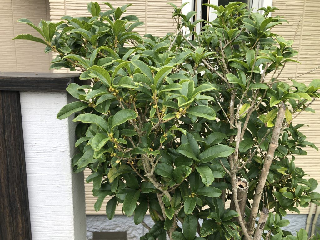 キンモクセイ 害虫 画像