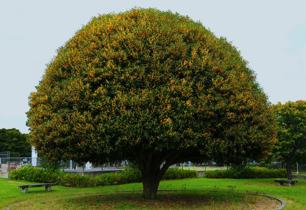 キンモクセイ 害虫 画像