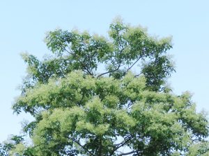 シマトネリコ　画像