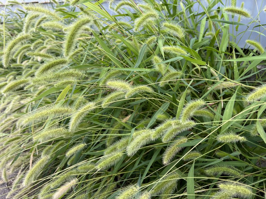 エノコログサ 画像