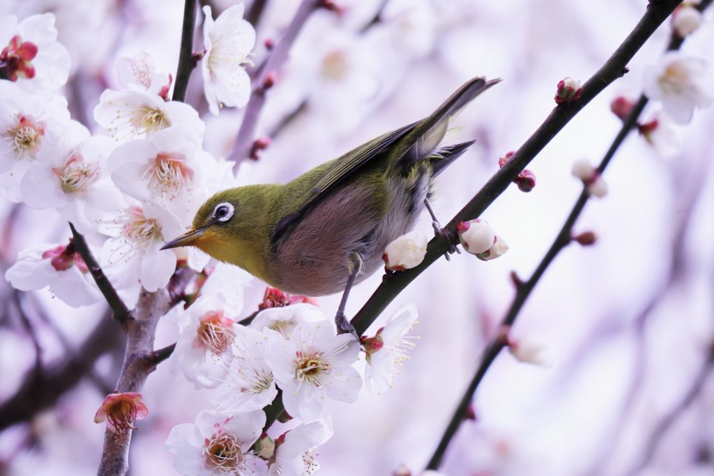 梅の木 画像