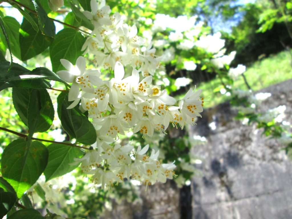 キンモクセイ 害虫 画像